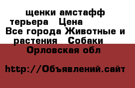 щенки амстафф терьера › Цена ­ 30 000 - Все города Животные и растения » Собаки   . Орловская обл.